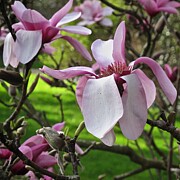 March 2024 Magnolia Photograph by Richard Cummings