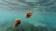 Marine algae growing on rocks overtime is floating under water in Tyrrhenian sea against sun rays penetrating through water surface Photograph by Arpan Bhatia