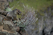 Marmot Photograph by Mary Lee Dereske