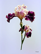 Maroon and Pink Irises Photograph by Susan Savad Maroon and Pink Irises Photograph by Susan Savad