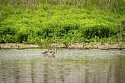 Sandpipers in Spring - North Bosque River Wildlife Scene, Central Texas Photograph by Brigitte Blanchette Thompson Sandpipers in Spring - North Bosque River Wildlife Scene, Central Texas Photograph by Brigitte Blanchette Thompson