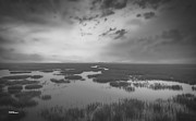 Marshes of Glynn 2 Photograph by DB Hayes