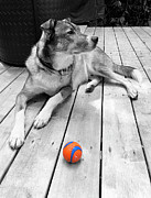 Marty Photograph by JJ Whitley Marty Photograph by JJ Whitley