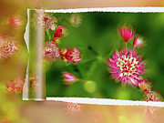 Masterwort Digital Art Digital Art by Kristin Hatt