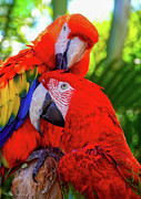 Mates for Life Photograph by Kathi Isserman