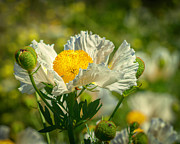 Matilija Poppies 7 Photograph by Lindsay Thomson