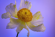 Matilija Poppy Portrait 4 Photograph by Lindsay Thomson