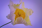 Matilija Poppy Portrait Photograph by Lindsay Thomson