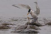 Mating Pair 2 Photograph by Werner Padarin Mating Pair 2 Photograph by Werner Padarin