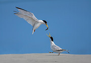 Mating Ritual Photograph by Daniel Fleming