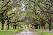 Maurene Plantation Avenue of Oaks, Hardeeville, South Carolina Photograph by Dawna Moore Photography