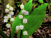 May's Lily of the Valley Painting by Susan Maxwell Schmidt May's Lily of the Valley Painting by Susan Maxwell Schmidt