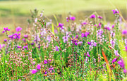 Flowers in Scotland's Meadow  Photograph by Dubi Roman