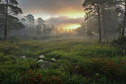 Meadow Rain Photograph by Bill Posner
