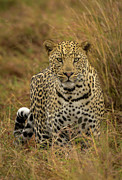 Meow Photograph by Laura Hedien
