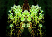 Mermaids' Wineglass Photograph by Louise Lindsay