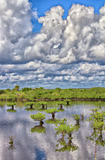 Merritt Island Wildlife Refuge Photograph by Bill Barber Merritt Island Wildlife Refuge Photograph by Bill Barber