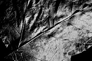 Metallic Leaf Photograph by Denise Harty Metallic Leaf Photograph by Denise Harty