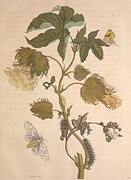 Metamorphosis Insectorum 10 Drawing by Maria Sibylla Merian