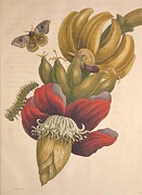 Metamorphosis Insectorum 12 Drawing by Maria Sibylla Merian