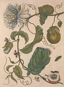 Metamorphosis Insectorum 21 Drawing by Maria Sibylla Merian