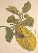Metamorphosis Insectorum 28 Drawing by Maria Sibylla Merian
