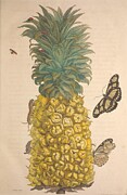 Metamorphosis Insectorum 3 Drawing by Maria Sibylla Merian