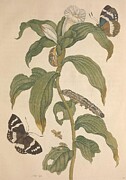 Metamorphosis Insectorum 36 Drawing by Maria Sibylla Merian