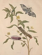 Metamorphosis Insectorum 39 Drawing by Maria Sibylla Merian