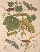 Metamorphosis Insectorum 47 Drawing by Maria Sibylla Merian