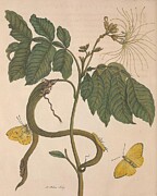 Metamorphosis Insectorum 51 Drawing by Maria Sibylla Merian