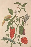 Metamorphosis Insectorum 55 Drawing by Maria Sibylla Merian
