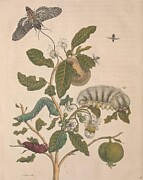 Metamorphosis Insectorum 57 Drawing by Maria Sibylla Merian