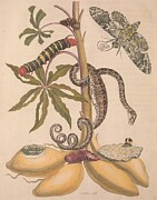 Metamorphosis Insectorum 6 Drawing by Maria Sibylla Merian