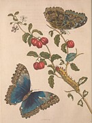 Metamorphosis Insectorum 8 Drawing by Maria Sibylla Merian