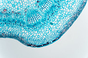 Microscopic view of stem of cotton Photograph by © Santiago Urquijo