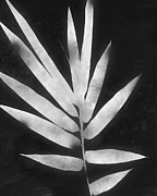 Midnight Bamboo 2- Art by Linda Woods Mixed Media by Linda Woods