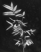 Midnight Bamboo 3- Art by Linda Woods Mixed Media by Linda Woods