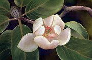 Midnight Magnolia Digital Art by Lois Bryan