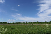 Midwest Meadow Landscape Photograph by Bentley Davis Midwest Meadow Landscape Photograph by Bentley Davis