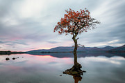 Milarrochy Bay Tree Sunset - Loch Lomond Photograph by Grant Glendinning Milarrochy Bay Tree Sunset - Loch Lomond Photograph by Grant Glendinning