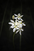 Milkmaids - Burchadia umbellata #3 Photograph by Elaine Teague Milkmaids - Burchadia umbellata #3 Photograph by Elaine Teague