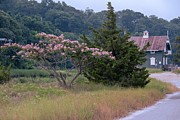 Mimosa and Cottage Photograph by Bradford Martin