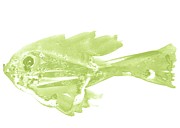 Minimalist Fish in slime green Painting by AList Art Gallery