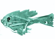 Minimalist Fish in Teal Painting by AList Art Gallery
