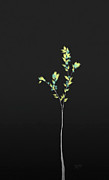 Minimalist Tree  Mixed Media by Shelli Fitzpatrick
