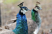Mirror Peacocks Photograph by Kevin Suttlehan Mirror Peacocks Photograph by Kevin Suttlehan