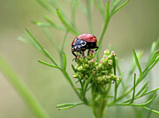 Miss Bug Dines on Cilantro Photograph by Joe Schofield