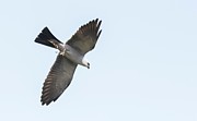 Mississippi kite carrying Cicada in its Talon Photograph by Puttaswamy Ravishankar