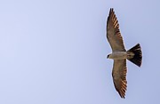 Mississippi kite in a Blue Sky Photograph by Puttaswamy Ravishankar Mississippi kite in a Blue Sky Photograph by Puttaswamy Ravishankar